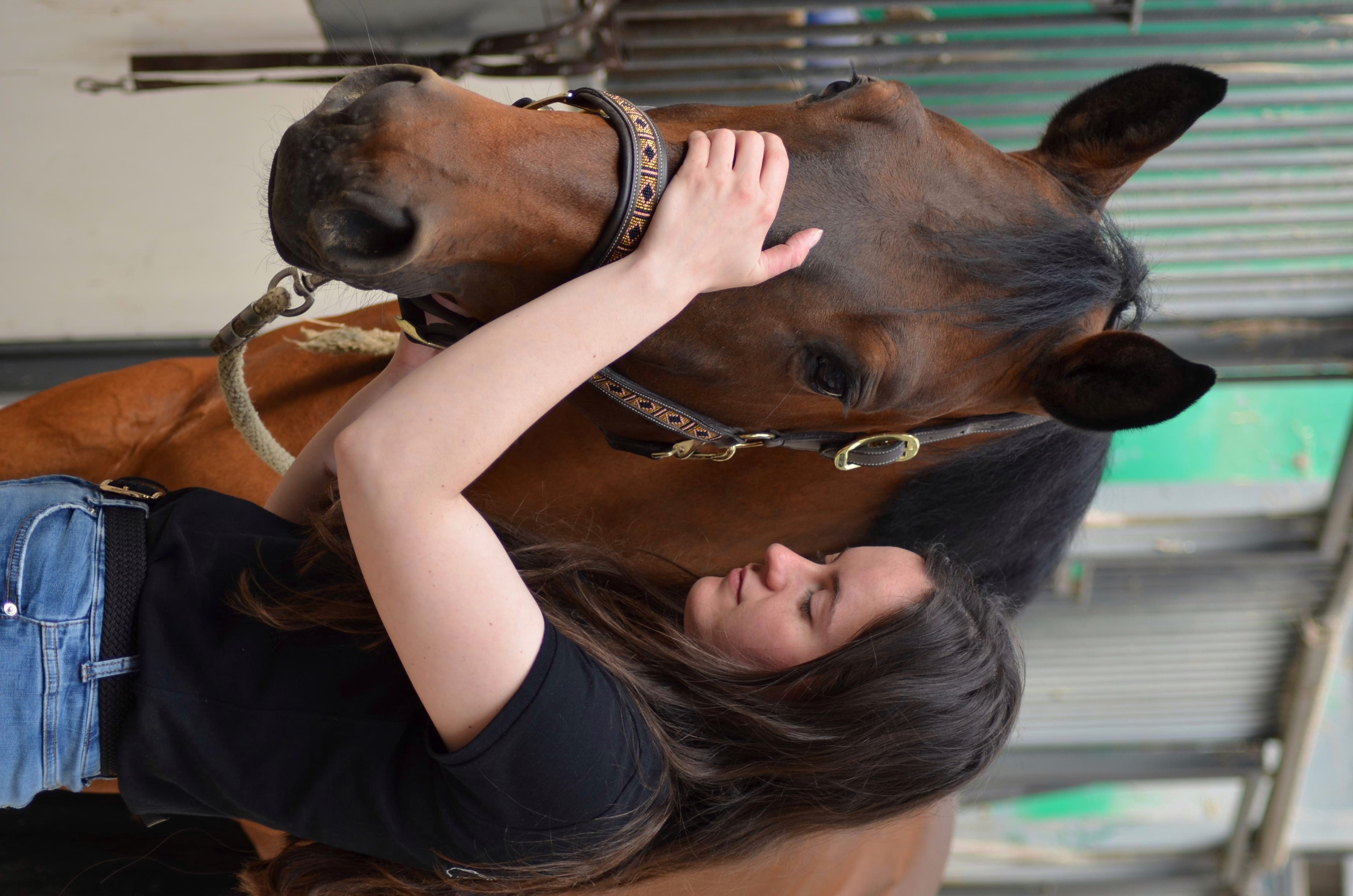 Cheval bai manipulé sur la tête